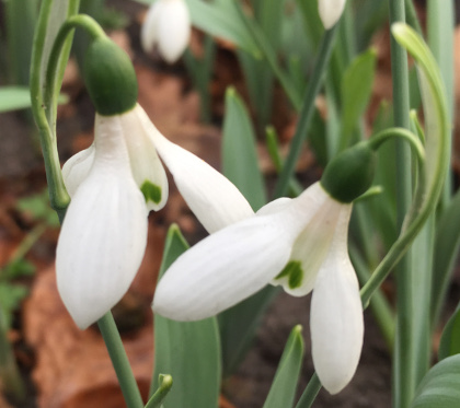 Galanthus 'Gabriel'